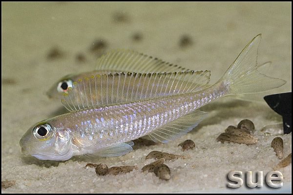 Asprotilapia leptura 'Tembwe (Deux)'